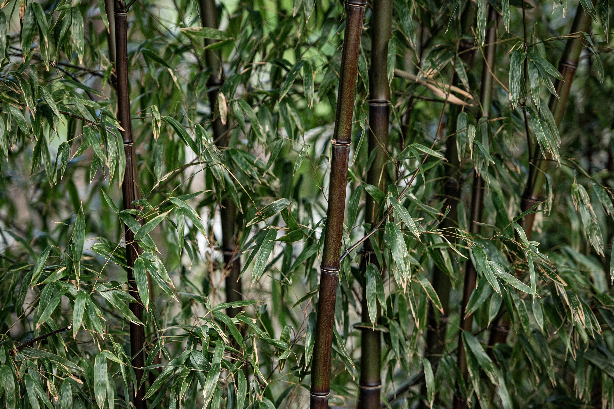 风景图片