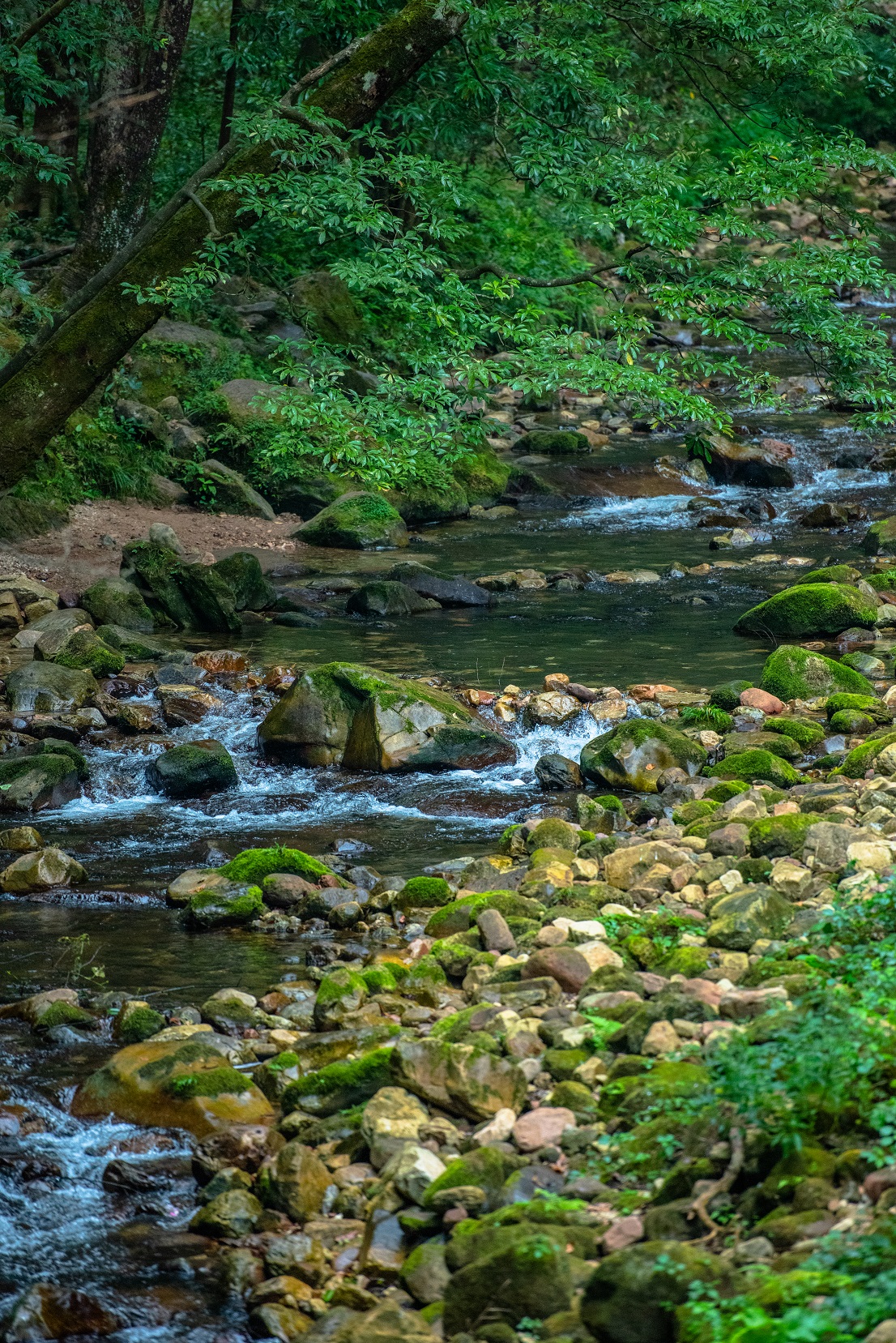 照片处理软件Adobe Lightroom Classic.  Photo: ZhengRongChen